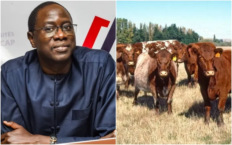 Livestock farming remains a backbone of the African economy.
