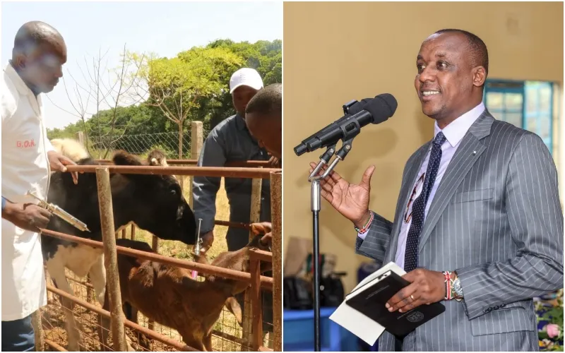Makueni County gov't is keen to boost livestock production. Photo|courtesy.