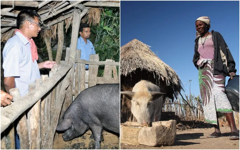 The ASF vaccine research was led by the USDA and ILRI. Photo|courtesy.