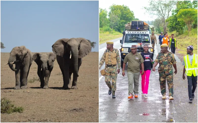 The campaign is focused on African elephant research and conservation. Photo|courtesy.